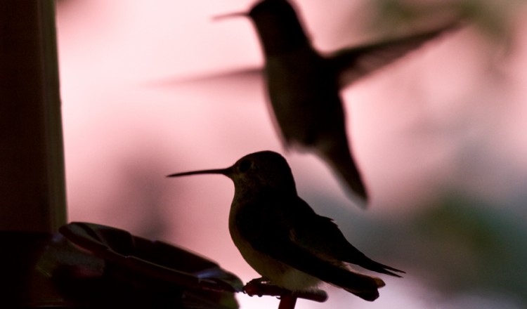 Birdlife Hummingbird