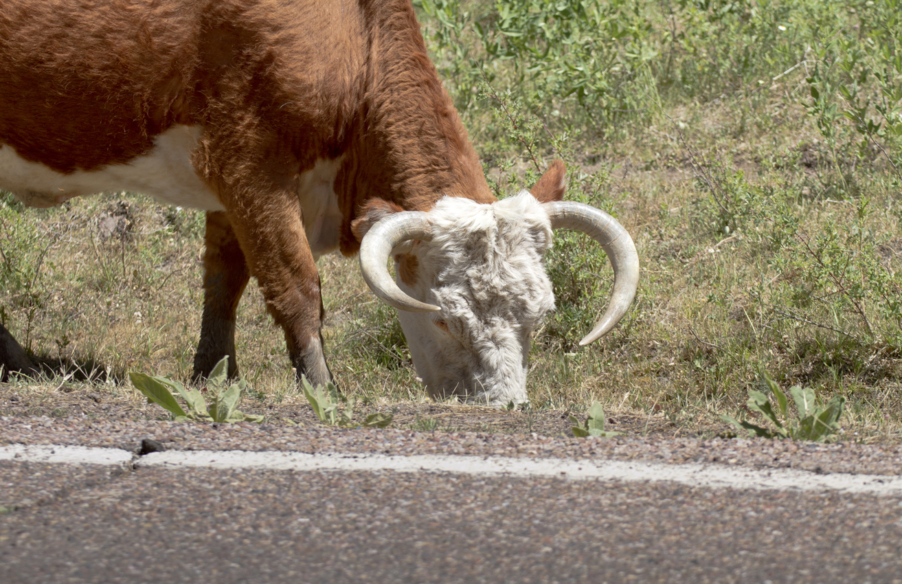 Cattle Cows, Wildlife Viewing - Greer, Arizona