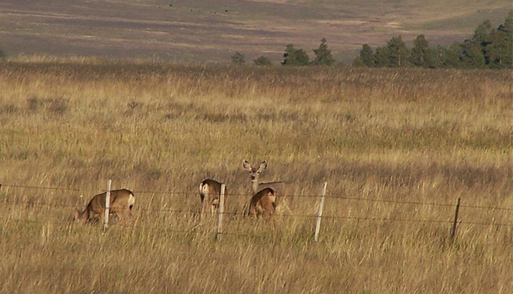 Deer, Wildlife Viewing - Greer, Arizona