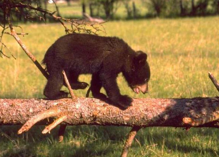 Wildlife Bear Cub