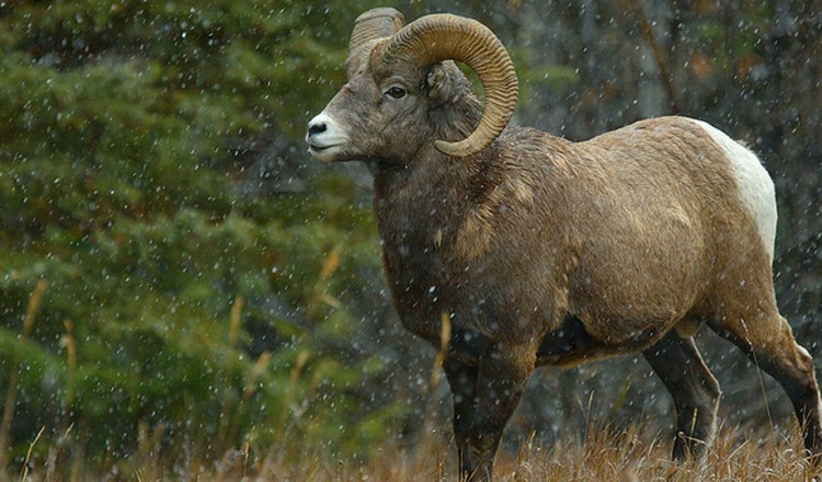 Wildlife Big Horn Sheep