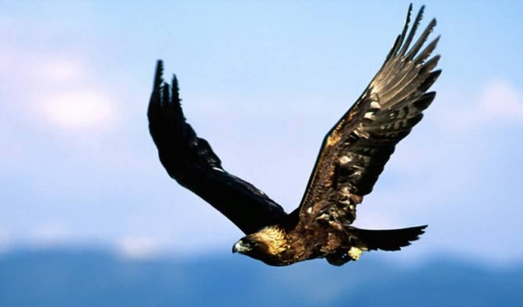 Wildlife Golden Eagle