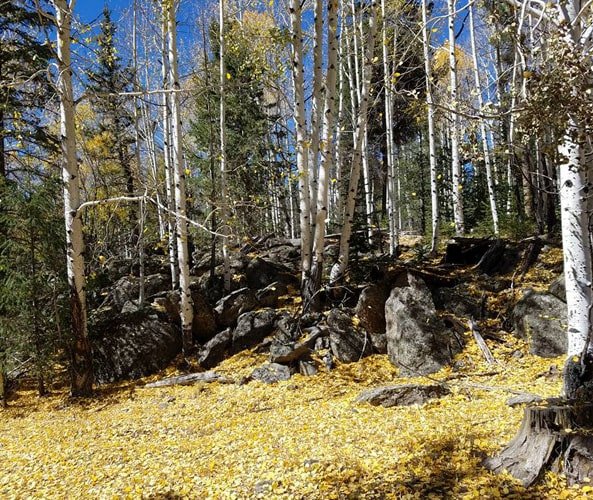 Aspen Trees