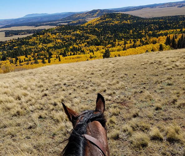 Horseback Riding in Greer