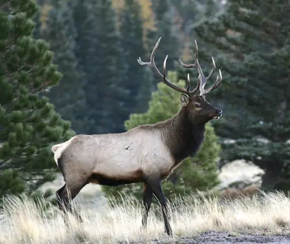 Bull Elk