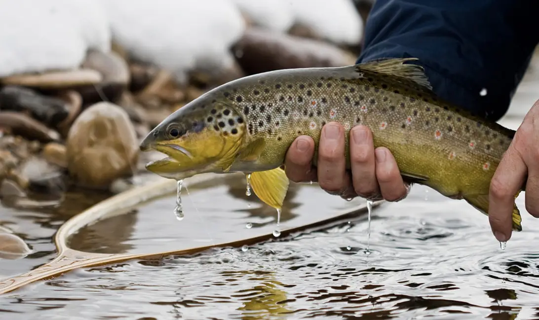 Fly Fishing in Autumn