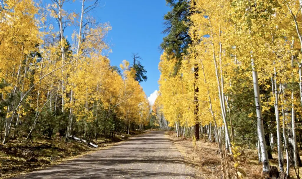 Greer, Arizona in the Fall