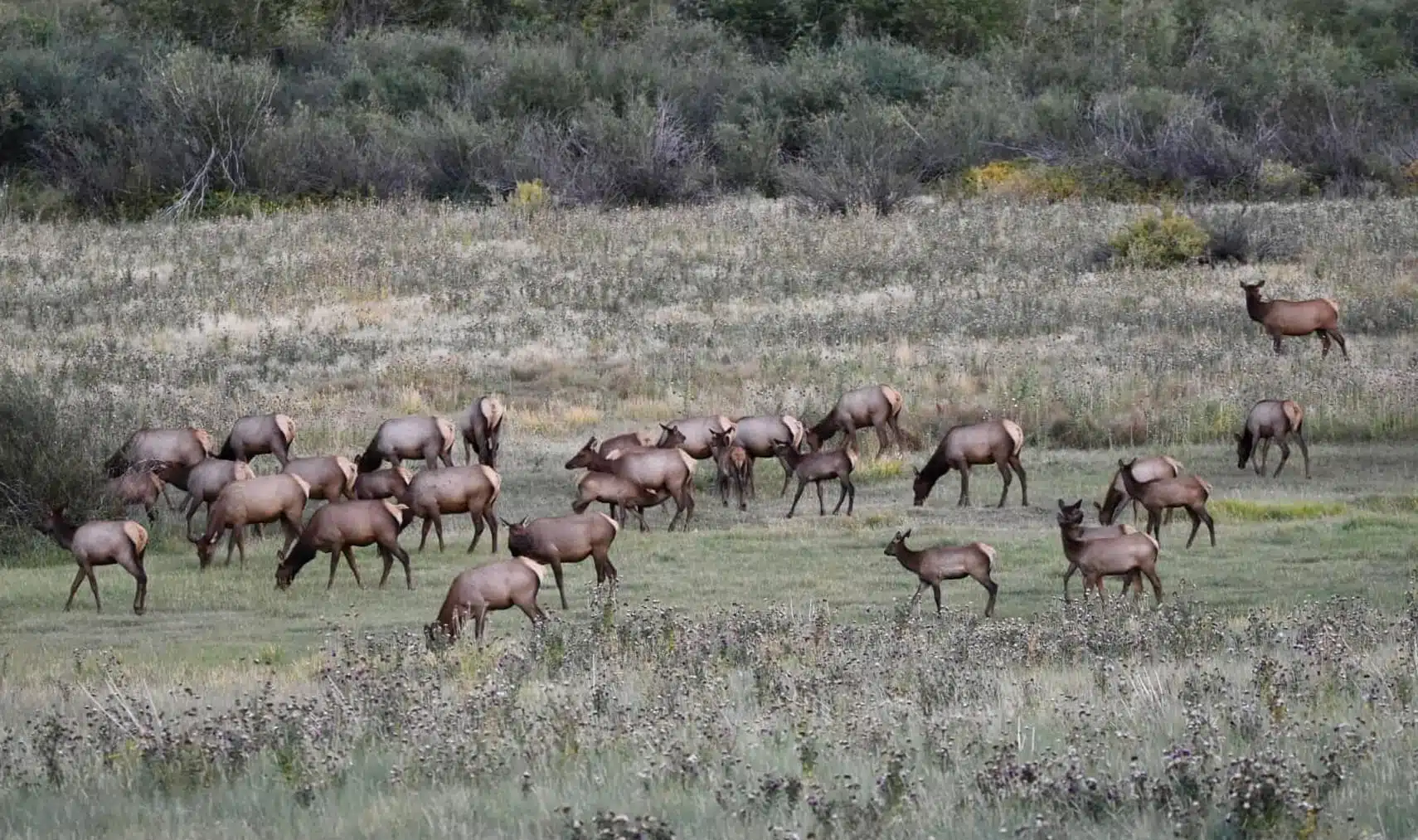 Elk herd grazing in a meadow during autumn in Greer