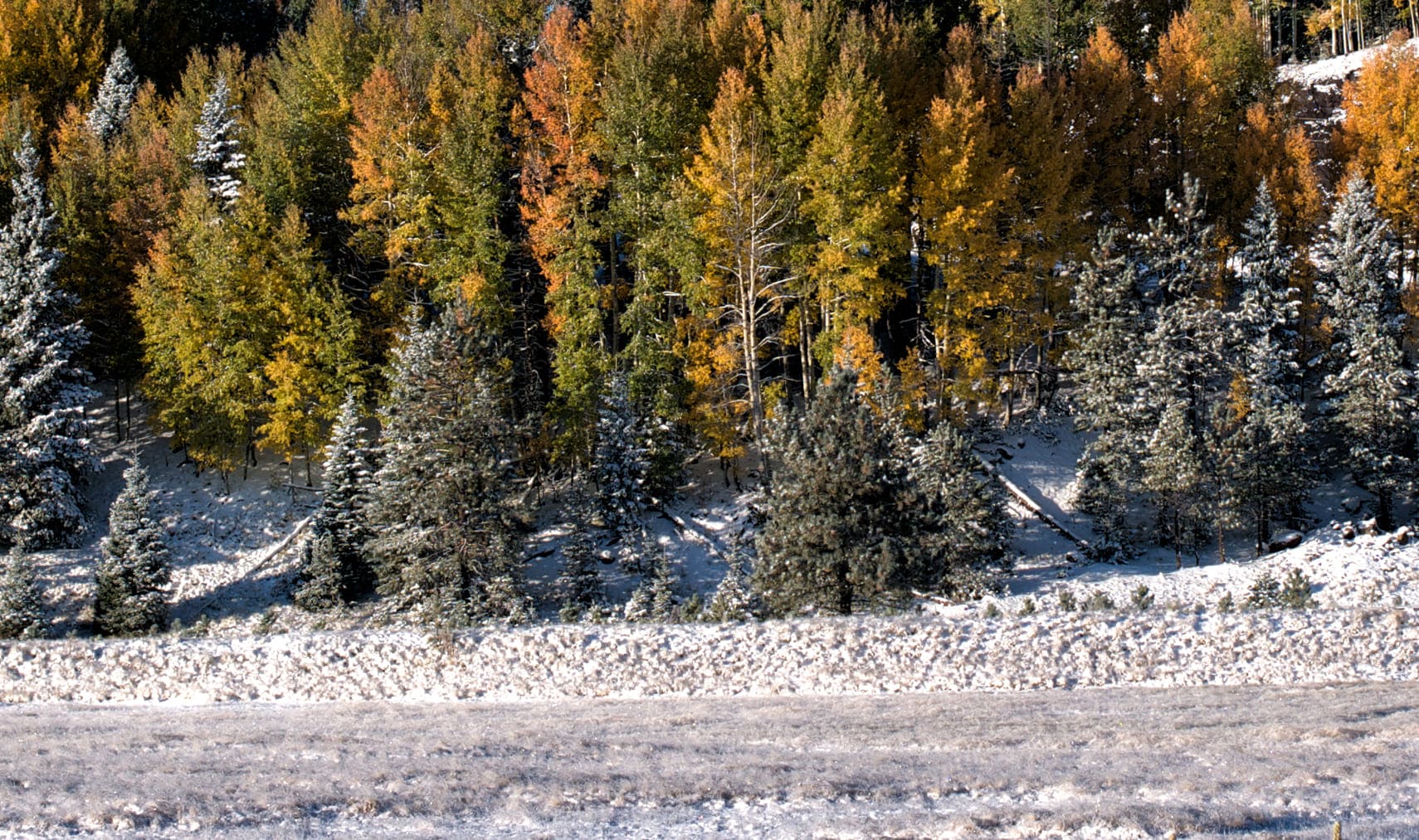 Fall colors dusted with snow in Greer, Arizona